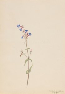 Pentstemon (Pentstemon procerus) alkotó: Mary Vaux Walcott