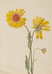 Évelő Gaillardia Gaillardia aristata, 1904. alkotó: Mary Vaux Walcott