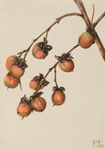 Fagyöngy (Diospyros virginiana) alkotó: Mary Vaux Walcott
