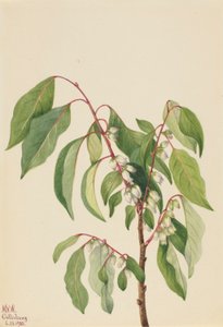Fagyöngy (Diospyros virginiana) alkotó: Mary Vaux Walcott