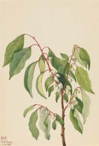 Datolyaszilva Diospyros virginiana, 1932. alkotó: Mary Vaux Walcott