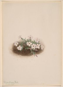 Phlox alkotó: Mary Vaux Walcott
