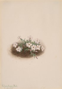 Phlox, 1915. alkotó: Mary Vaux Walcott