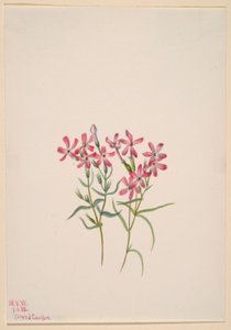 Phlox stansburyi alkotó: Mary Vaux Walcott