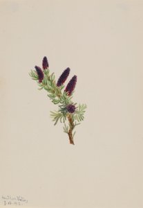 Picea engelmanni alkotó: Mary Vaux Walcott