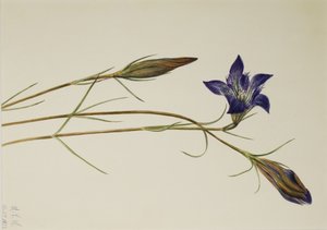 Pinebarren Gentian (Gentiana porphyrio) alkotó: Mary Vaux Walcott