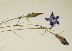 Pinebarren Gentian Gentiana porphyrio, 1923. alkotó: Mary Vaux Walcott