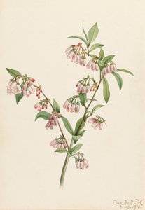 Pineland Blueberry Vaccinium tenellum, 1918. alkotó: Mary Vaux Walcott
