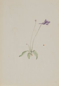 Pinguicula vulgaris alkotó: Mary Vaux Walcott