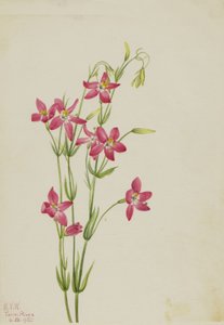 Pink Passiflora alkotó: Mary Vaux Walcott