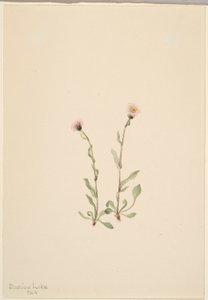 Rózsaszín bolhaparéj (Erigeron jucundus) alkotó: Mary Vaux Walcott