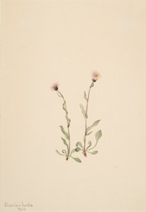 Pink Fleabane Erigeron jucundus, 1904 alkotó: Mary Vaux Walcott