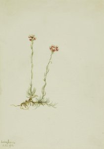 Rózsaszín cickafark (Antennaria rosea) alkotó: Mary Vaux Walcott