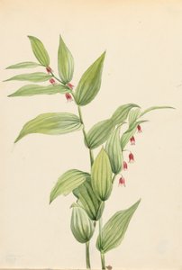 Pink Twisted Stalk Streptopus curvipes, 1913. alkotó: Mary Vaux Walcott