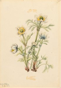 Tollas anemone (Pulsatilla occidentalis) alkotó: Mary Vaux Walcott