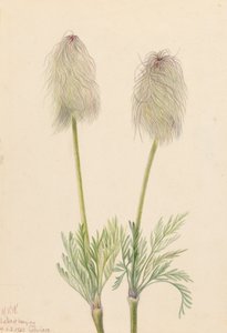 Plume Anemone Pulsatilla occidentalis, 1923 alkotó: Mary Vaux Walcott
