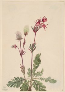 Prérifüst (Sieversia ciliata) alkotó: Mary Vaux Walcott