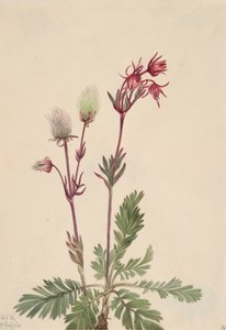 Prairie-Smoke Sieversia ciliata, 1921. alkotó: Mary Vaux Walcott