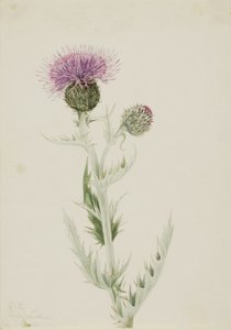 Prairie Thistle Cirsium undulatum, 1923. alkotó: Mary Vaux Walcott