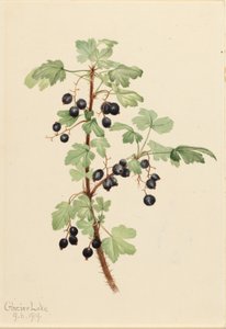 Tüskés ribizli (Ribes lacustre) alkotó: Mary Vaux Walcott