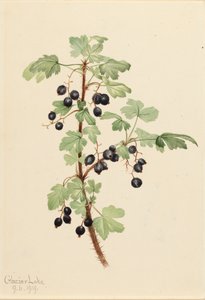 Tüskés ribizli Ribes tó, 1919.