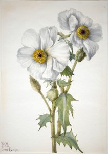 Tüskés mák Argemone hispeda, 1936. alkotó: Mary Vaux Walcott