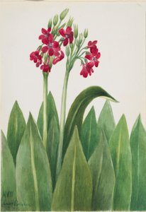 Primula (Primula parryi) alkotó: Mary Vaux Walcott