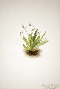 Primrose Violet Viola primiifolia, 1918. alkotó: Mary Vaux Walcott