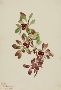 Túzokbogyó (Arctous alpina) alkotó: Mary Vaux Walcott