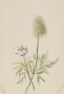 Pulsatilla occidentalis alkotó: Mary Vaux Walcott