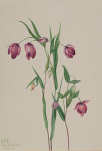 Bíbor Tündérlámpás (Calochortus anoenum) alkotó: Mary Vaux Walcott