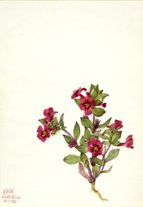 Lila majomvirág (Mimulus bigelovii) alkotó: Mary Vaux Walcott