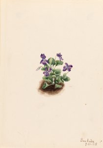 Bíbor hegyi ibolya (Viola adunca) alkotó: Mary Vaux Walcott