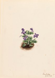 Lila hegyi ibolya Viola adunca, 1918.
