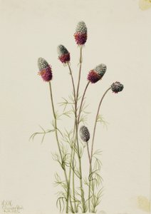 Bíbor prérifarkas (Petalostemon purpureum) alkotó: Mary Vaux Walcott