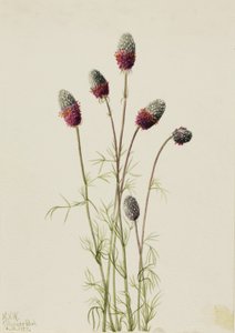 Lila Prairieclover Petalostemon purpureum, 1927 alkotó: Mary Vaux Walcott