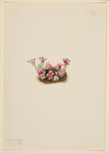 Bíbor kőtörőfű (Saxifrage oppositifolia) alkotó: Mary Vaux Walcott