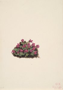 Lila szaxifrage Saxifraga oppositifolia, 1924. alkotó: Mary Vaux Walcott