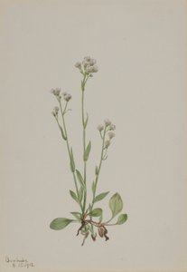 Pussy-Toes (Antennaria racemosa) alkotó: Mary Vaux Walcott