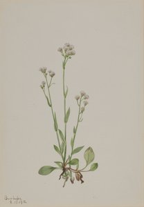 Pussy-Toes Antennaria racemosa, 1918. alkotó: Mary Vaux Walcott
