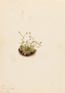 Törpe Androsace (Androsace subumbellata) alkotó: Mary Vaux Walcott