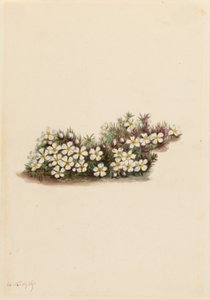 Pyxie (Pyxidanthera barbulata) alkotó: Mary Vaux Walcott
