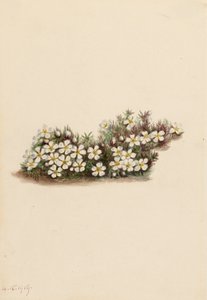 Pyxie Pyxidanthera barbulata, 1919. alkotó: Mary Vaux Walcott