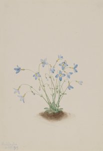 Quakerladies (Houstonia caerulea) alkotó: Mary Vaux Walcott