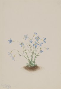 Quakerladies Houstonia caerulea, 1917. alkotó: Mary Vaux Walcott