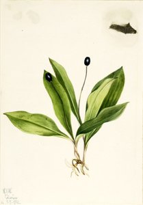 Királynővirág (Clintonia uniflora) alkotó: Mary Vaux Walcott
