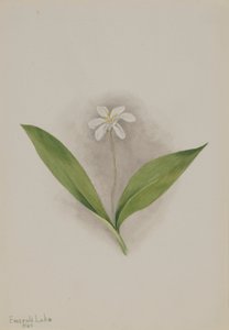 Királynővirág (Clintonia uniflora) alkotó: Mary Vaux Walcott
