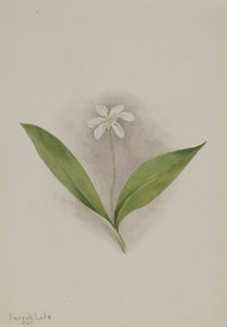 Queencup Clintonia uniflora, 1902. alkotó: Mary Vaux Walcott