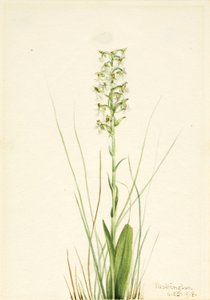 Rongyos szegély-orchidea (Habenaria lacera) alkotó: Mary Vaux Walcott