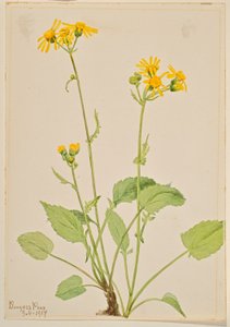 Ragályfű (Senecio burkei) alkotó: Mary Vaux Walcott